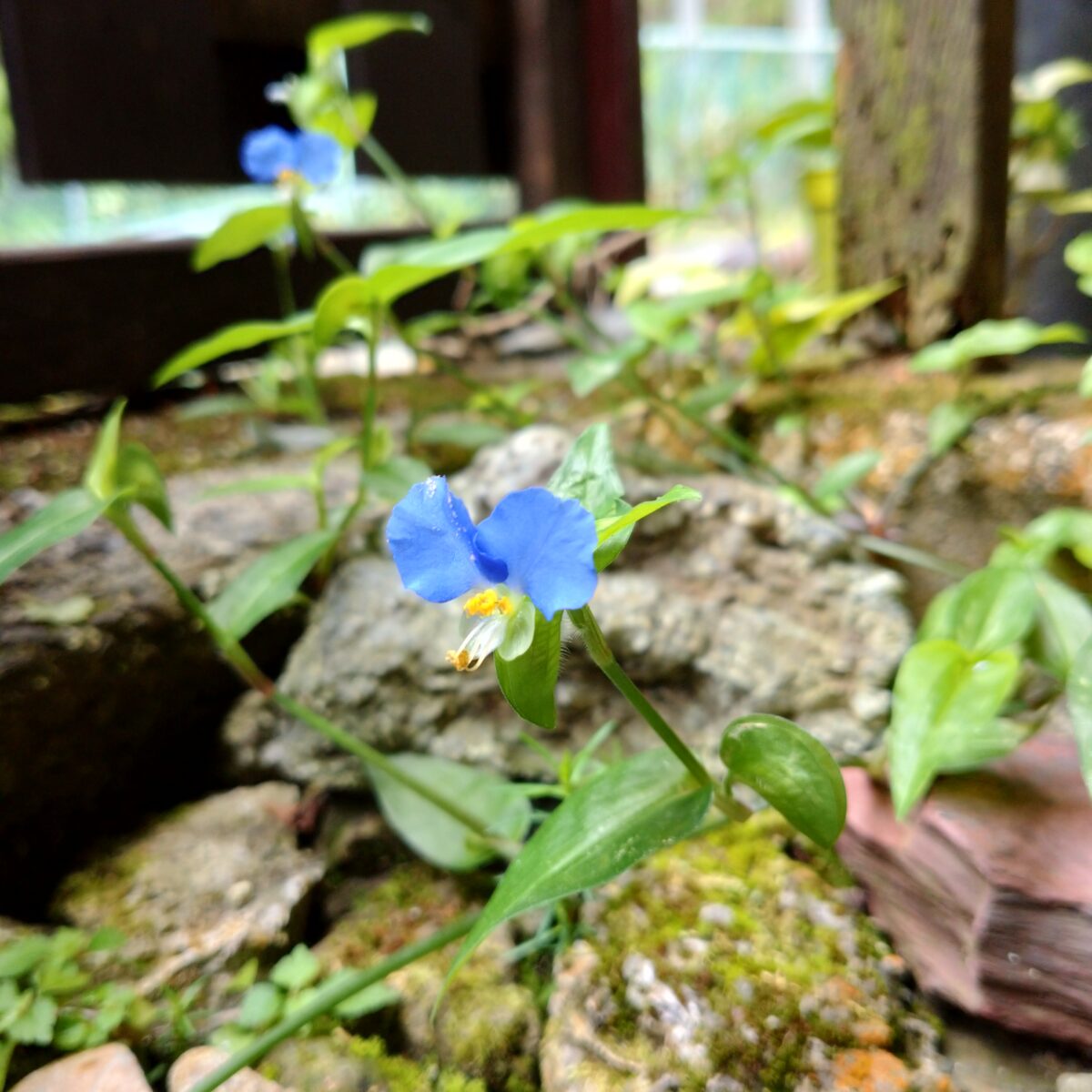 平安のいろ【ハナ色】